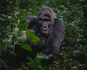 Rutshuru : L'AJDES plaide pour l'autonomisation la population riveraine de la réserve naturelle de sarambwe
