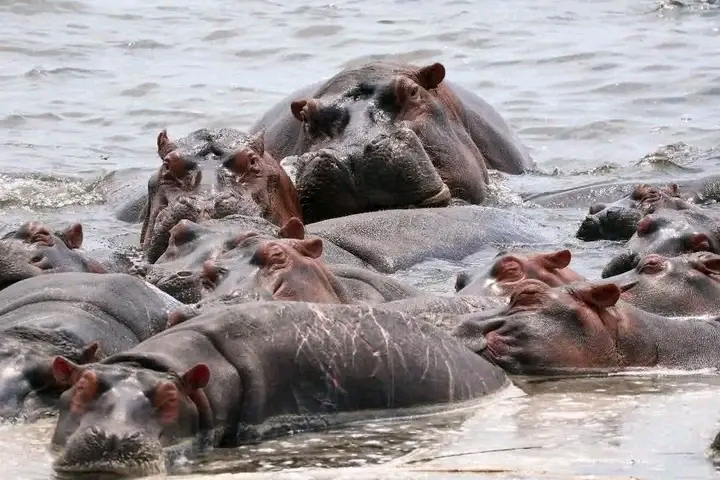 Nord-Kivu : découverte de plusieurs carcasses d’hippopotames dans la rivière Semuliki, l’ICCN appelle à la vigilance