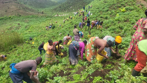 Nord-Kivu : de Rutshuru à Masisi et Walikale, pourquoi les zones agricoles restent au cœur de l’insécurité