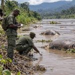 Virunga : l’ICCN confirme le charbon bactéridien chez les hippopotames de la Semuliki