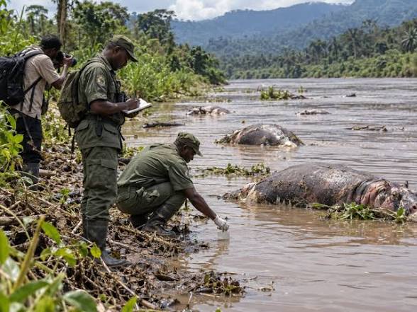 Virunga : l’ICCN confirme le charbon bactéridien chez les hippopotames de la Semuliki