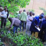Beni : l’ONAPAC distribue plus de 16 000 plantules de palmier à huile