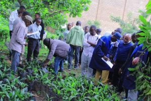 Beni : l’ONAPAC distribue plus de 16 000 plantules de palmier à huile